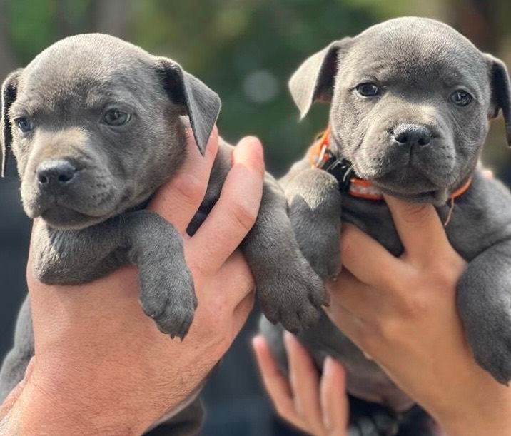 Stunning BLUE Staffordshire bull terrier puppies