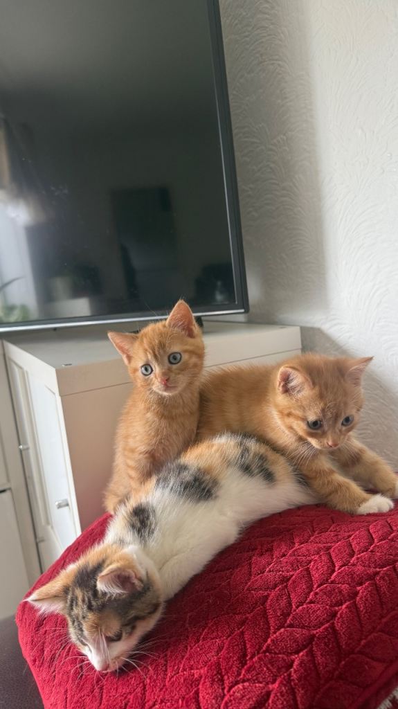Kittens