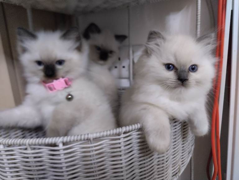 Ragdoll kitten 
