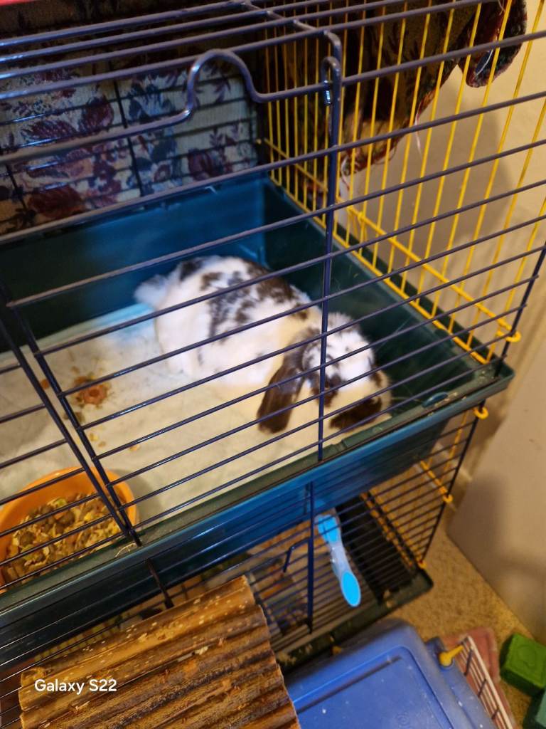 Large 2 teir cage