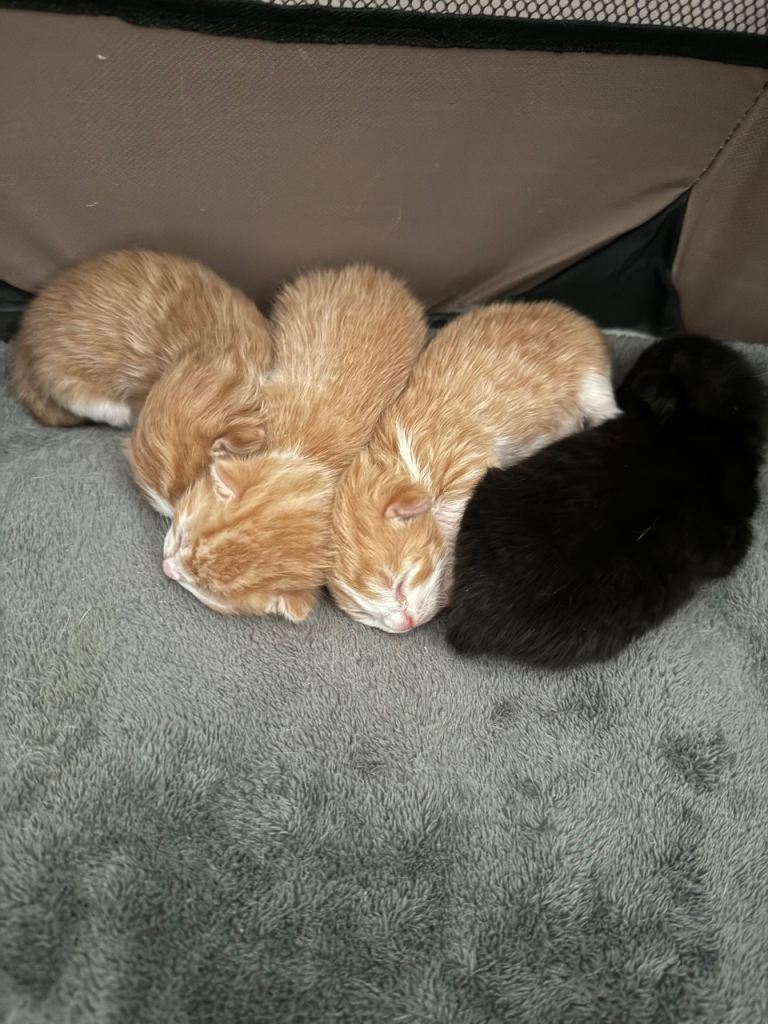 2 gorgeous ginger kittens 