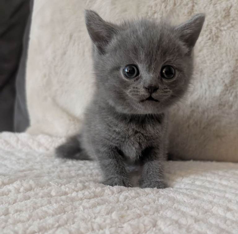 British short haired kitten - Blue collar 
