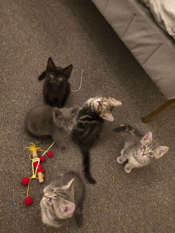 6 beautiful kittens 🐾