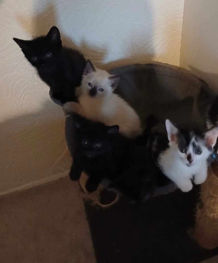 🐾 KITTENS LOOKING FOR A LOVING HOME 🐾