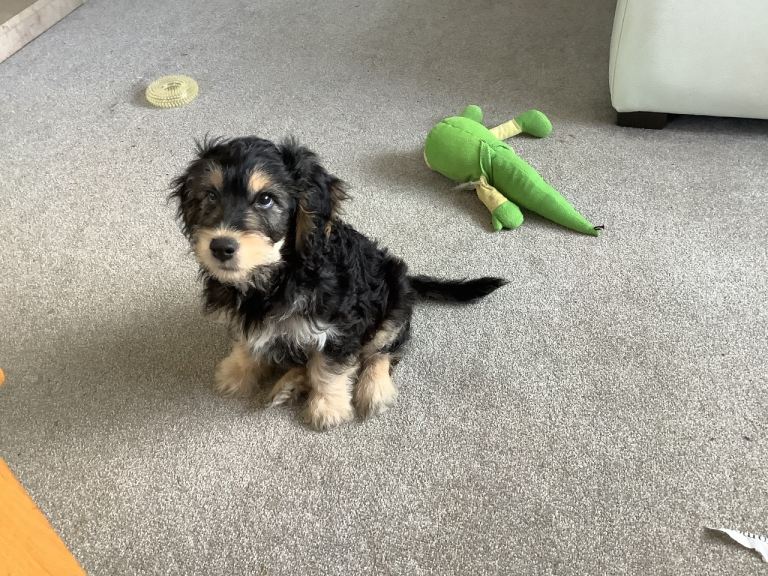 Cockapoo 