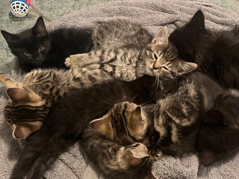 Kittens 