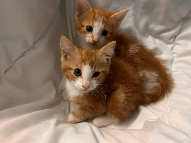 Beautiful ginger male kittens