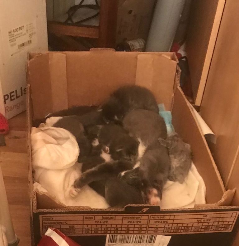 Cute British Shorthair Kittens
