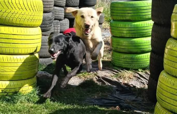 Ikc Pedigree Labrador retrievers
