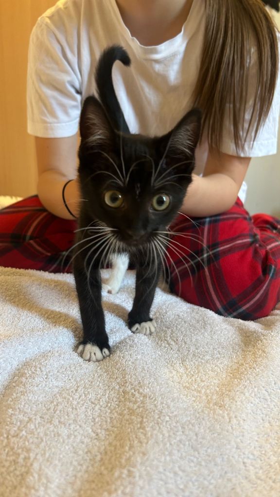 Cat For Sale with Things