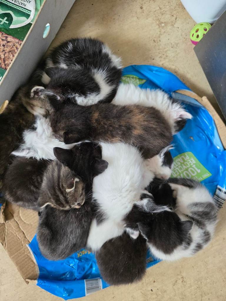 Kittens (10 weeks)