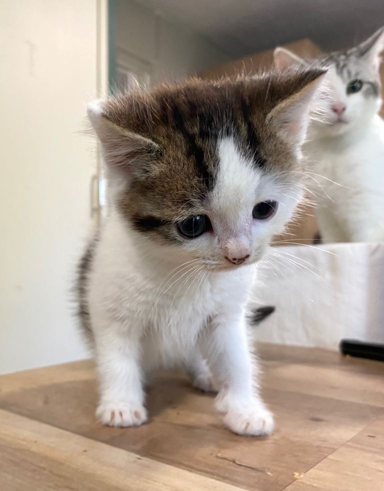 Adorable kittens for rehoming
