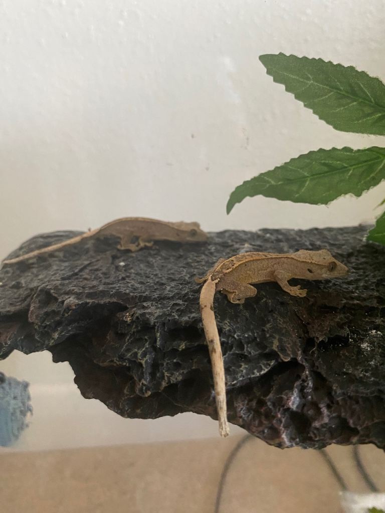 Baby crested gecko dalmation 
