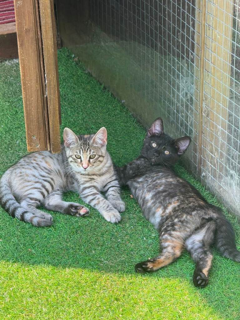 Kittens - last two 