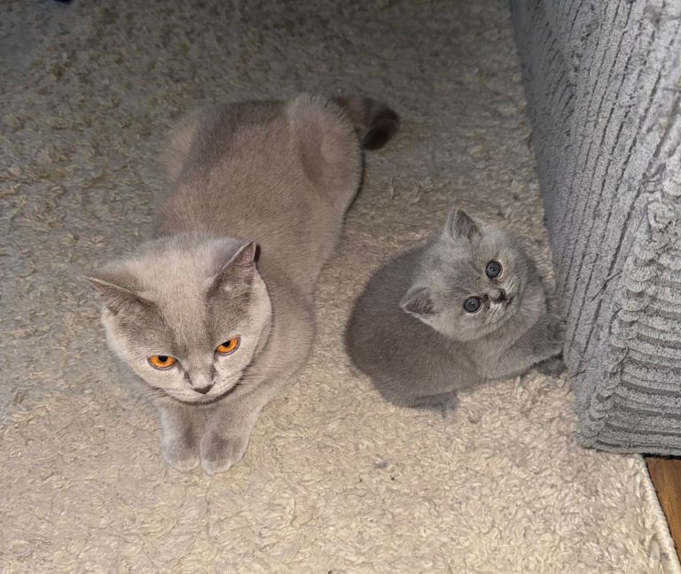 British short hair cats