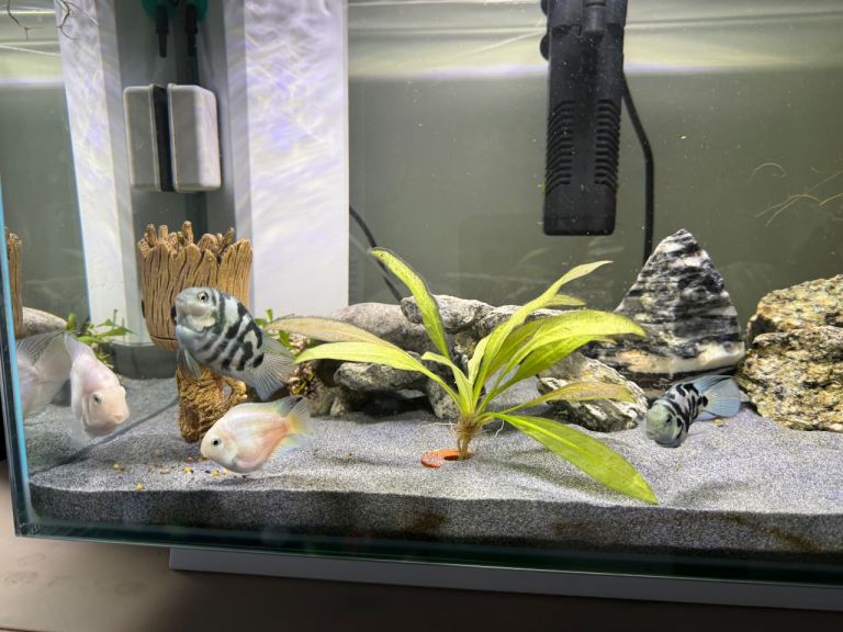 Polar blue & platinum parrot fish