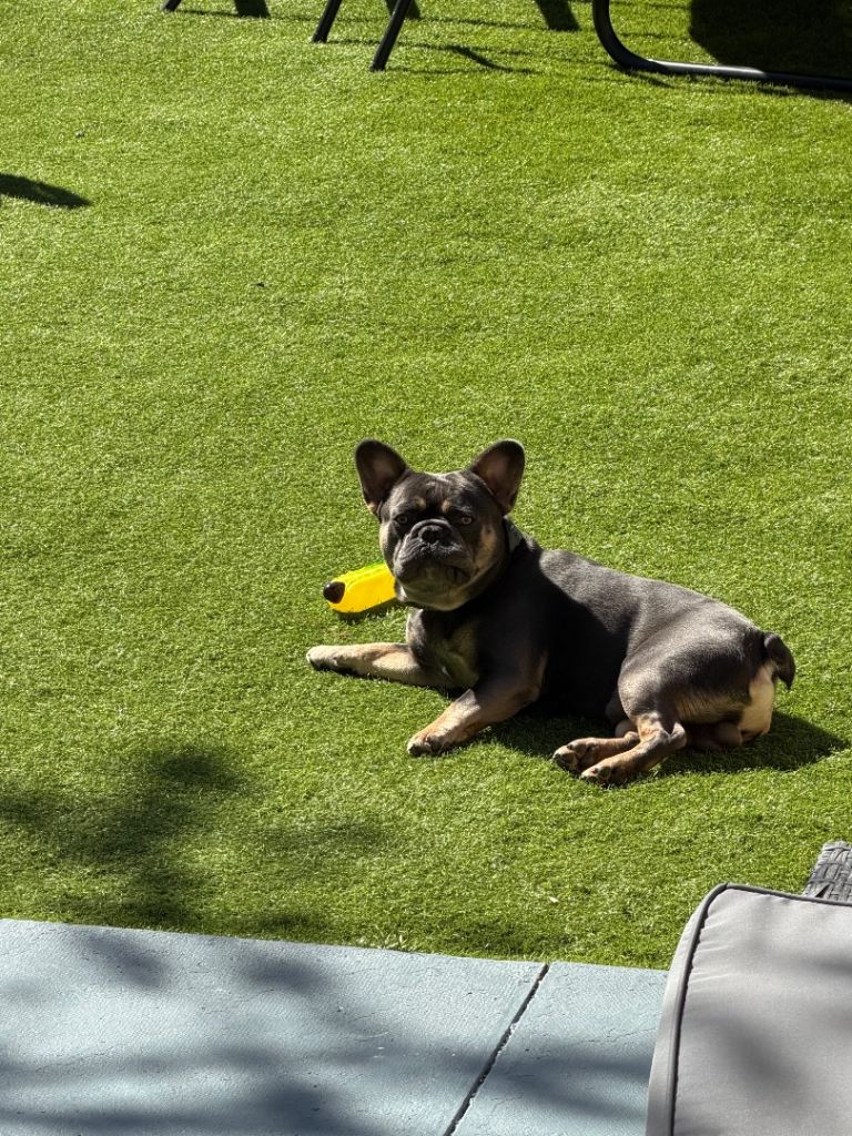 French bulldog male just about to turn 1 