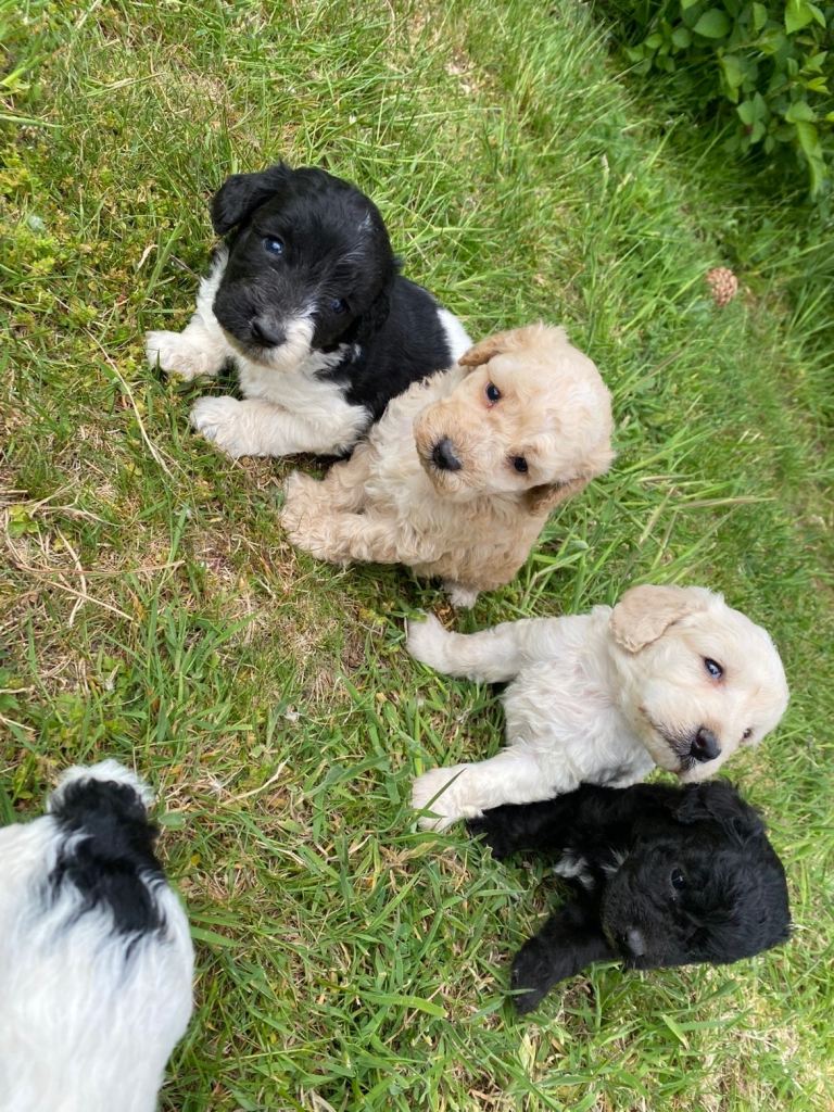 Cocapoo puppies 