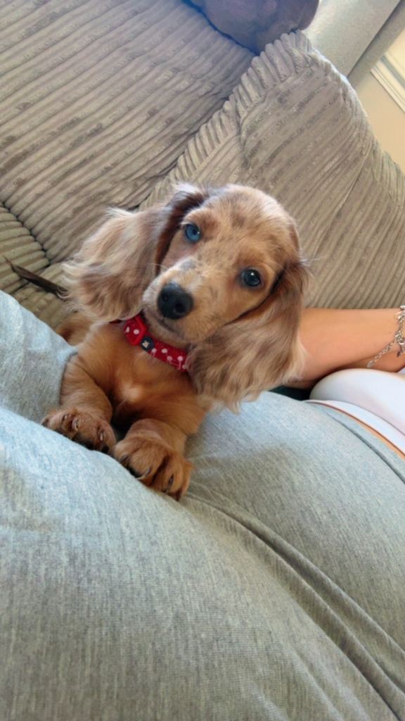 Miniature Dachshund,