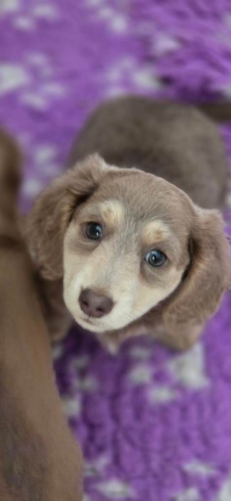 Long-haired Dachshund puppies for sale