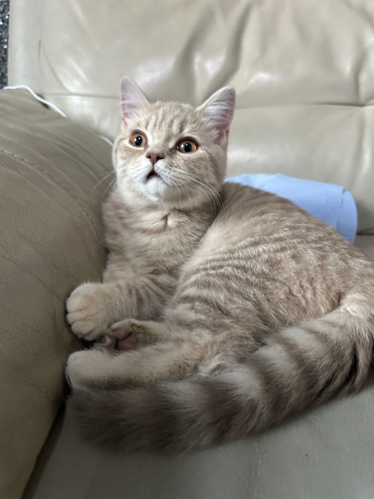 Beautiful British short hair 