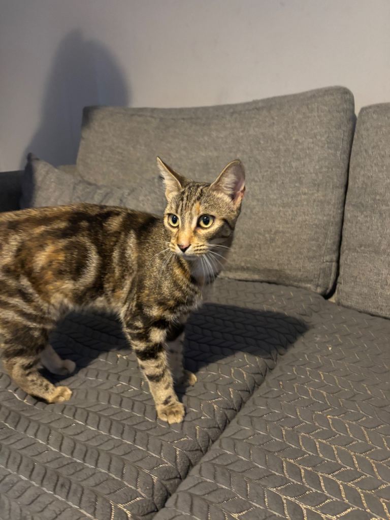 bengal x kitten 