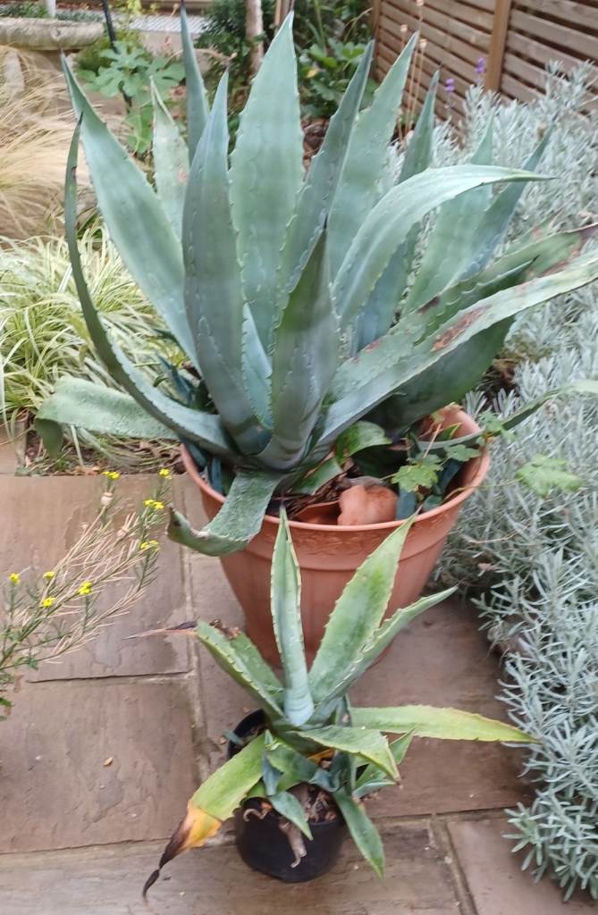 Large Agave Plant with Smaller Pup – Healthy Condition
