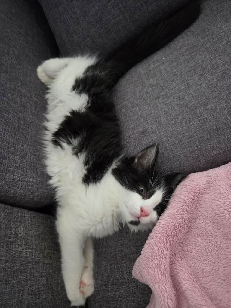 British shorthair female Kitten 