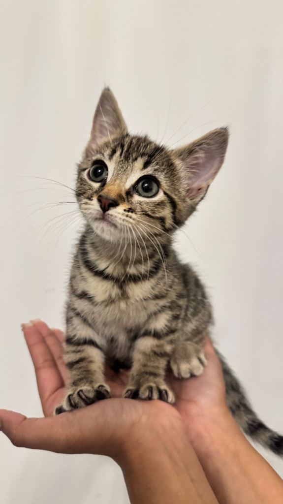 Tabby Kittens