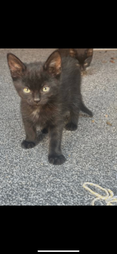 3 month old kitten for sale