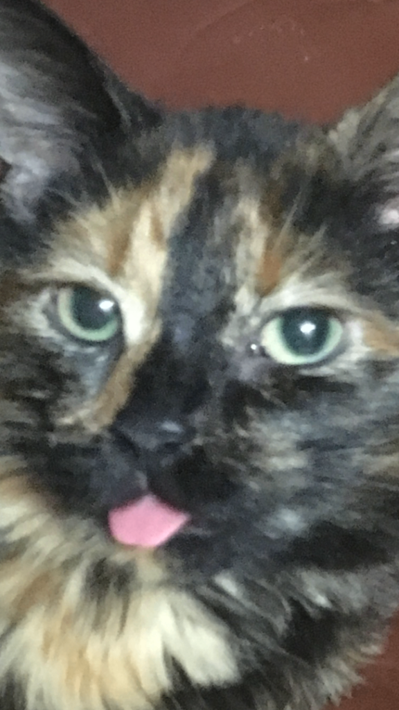 SOUTH EAST SEMI RURAL 3 BED HOUSE LOOKING FOR SCOTLAND 