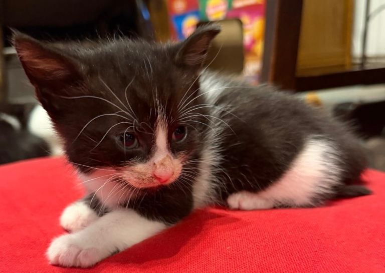 5 week old kittens 