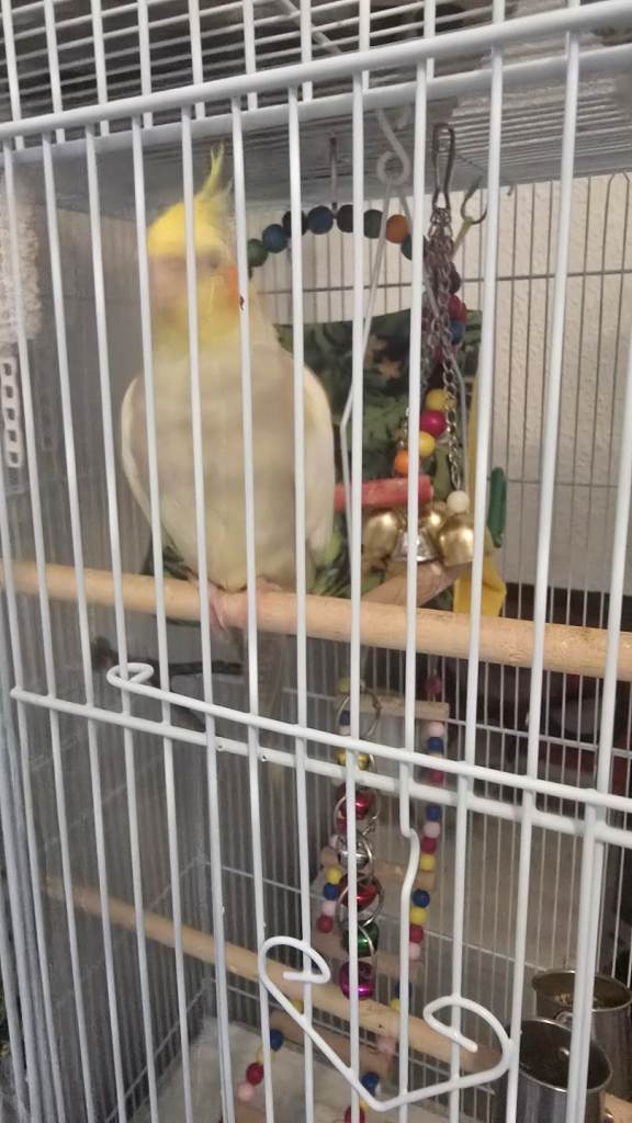 Female cockatiel 