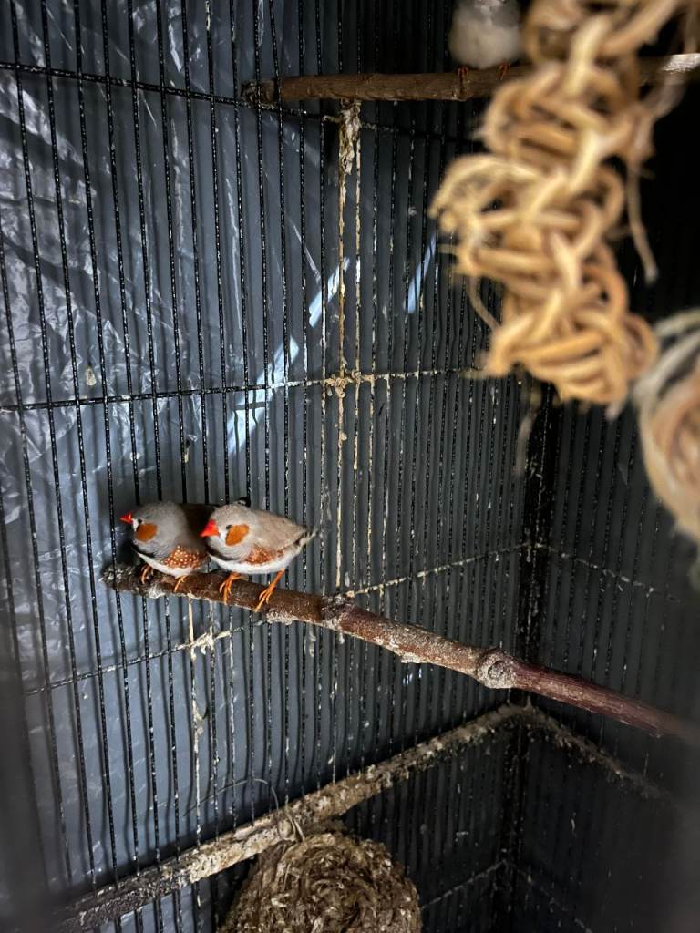 Large quadrant shaped bird cage complete with 14 finches 