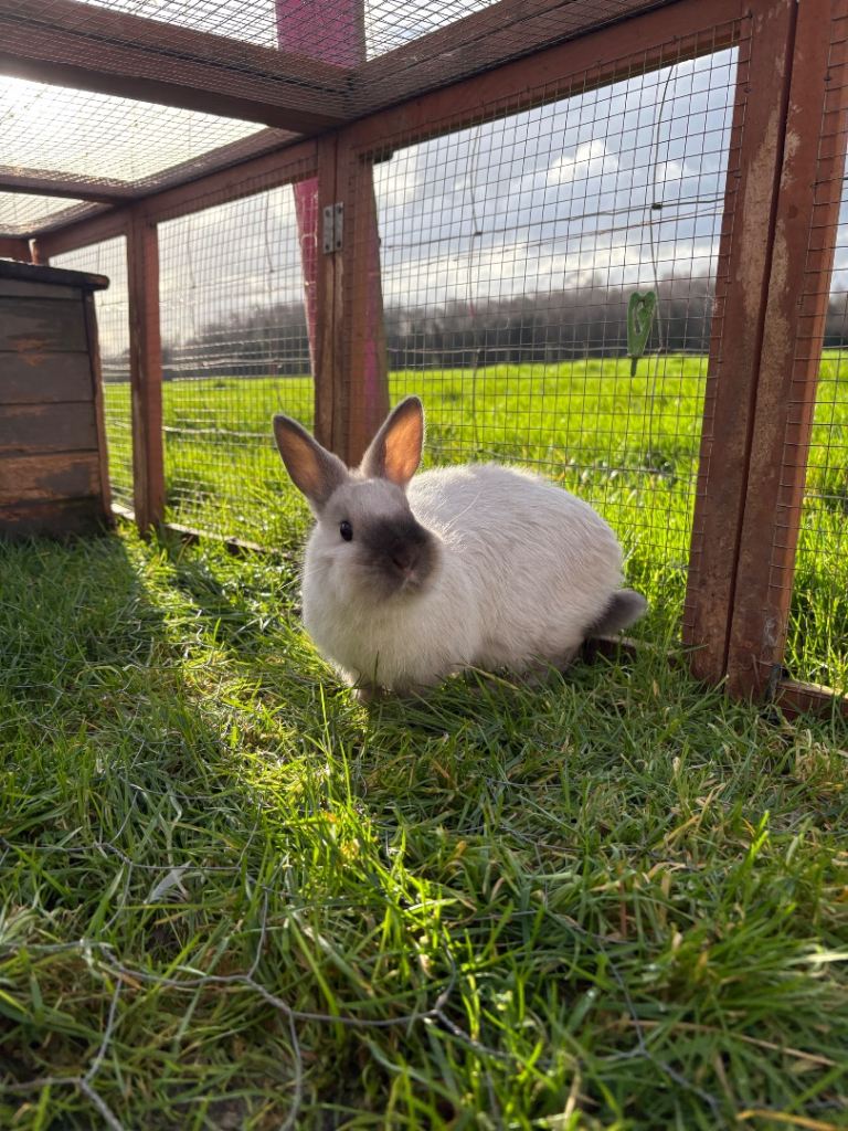 Two netherland dwarf males - 9 weeks