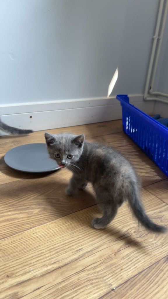 3 beautiful kittens