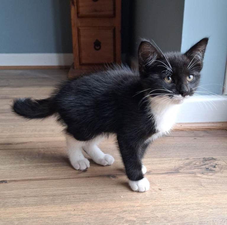 Two kittens, ready for new homes