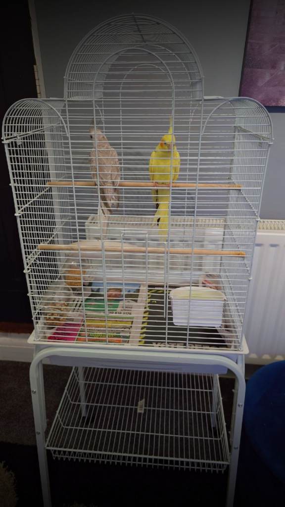 2 cockatiels with cage
