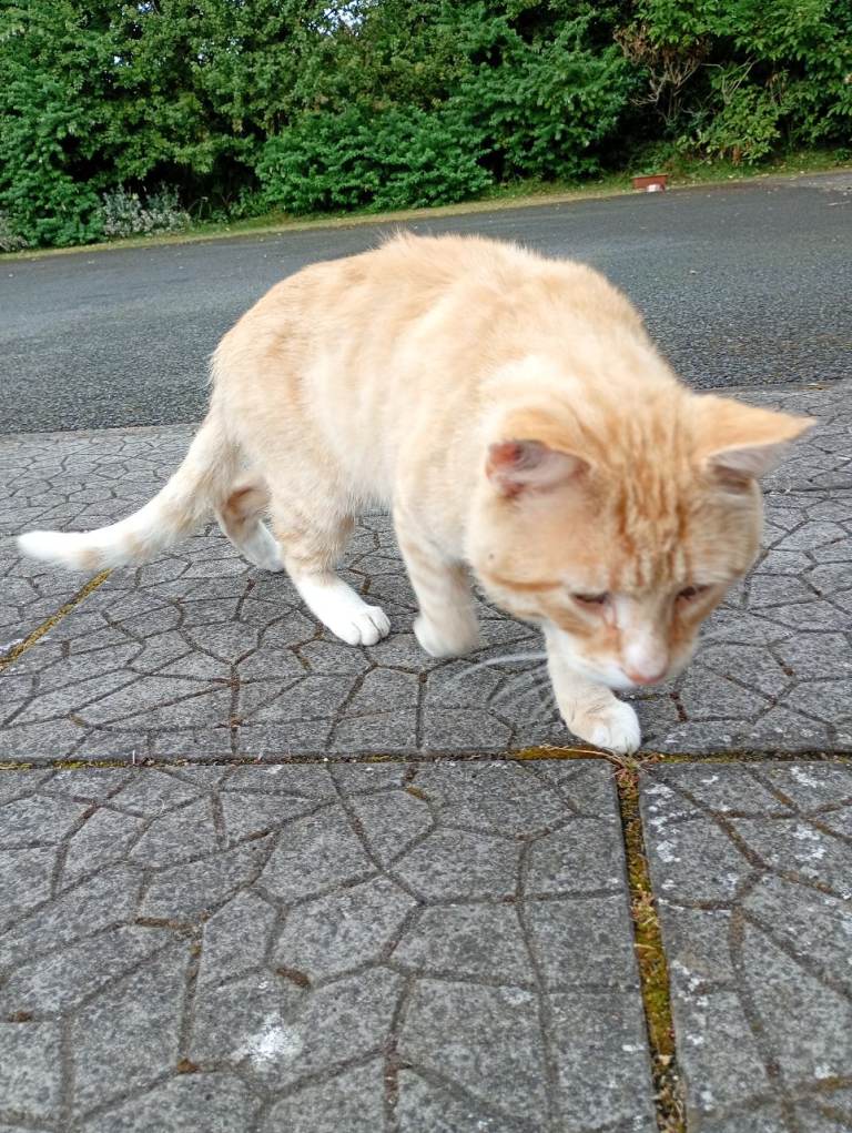 Lost Cat