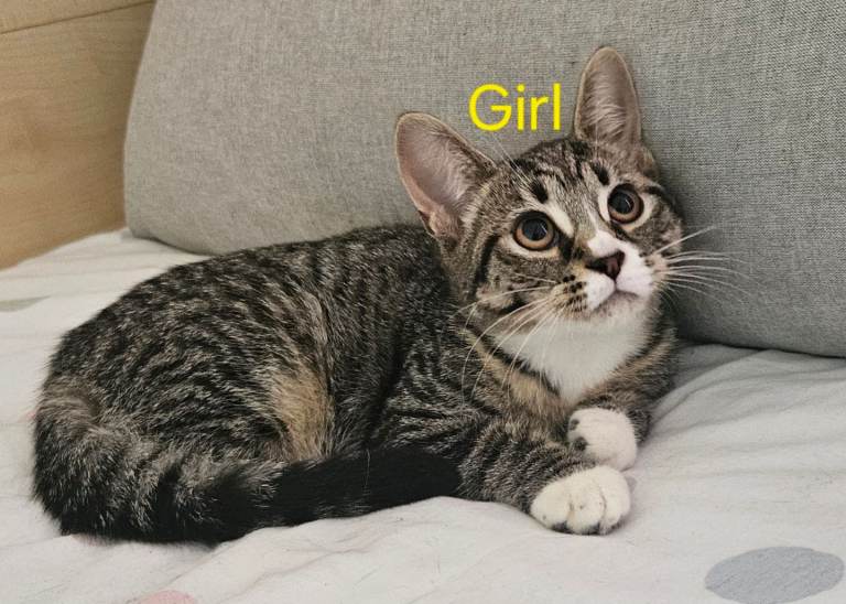 4 beautiful tabby kittens ready for rehoming 