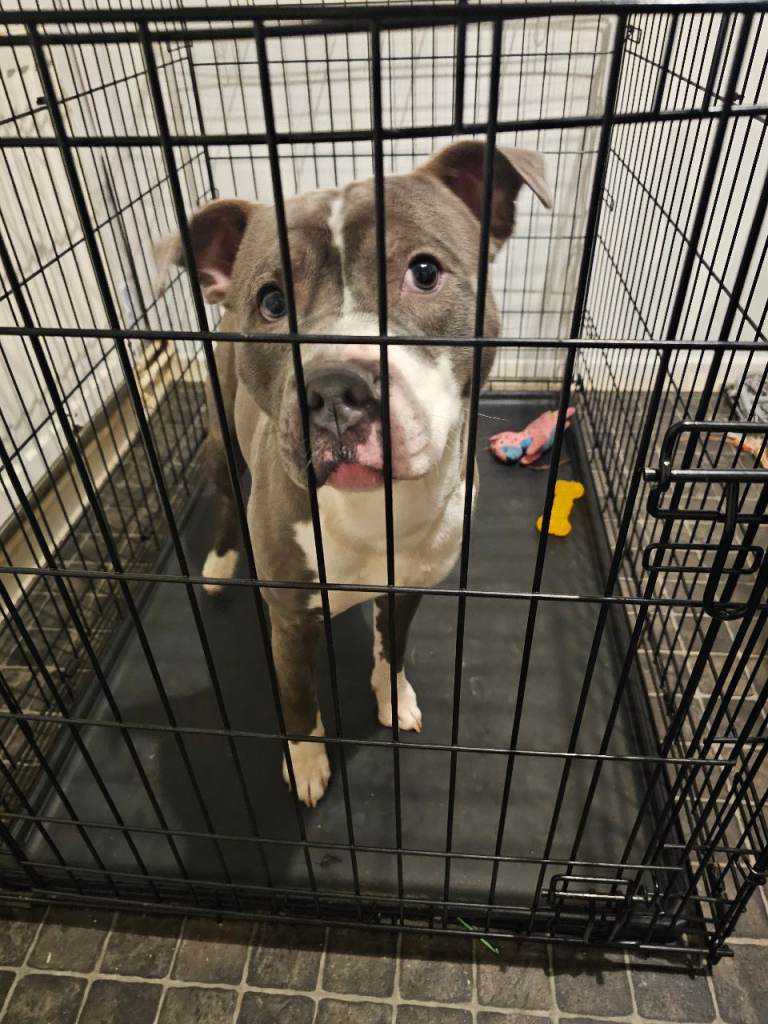 Blue staffy for sale £500