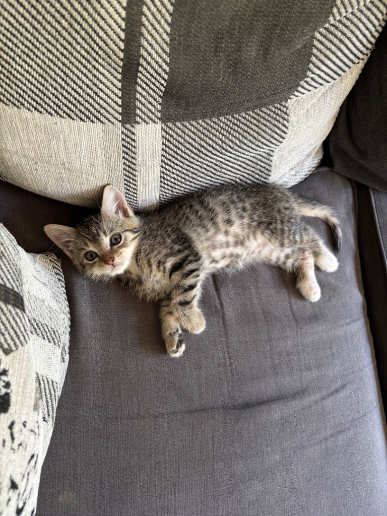 1 female kitten 
