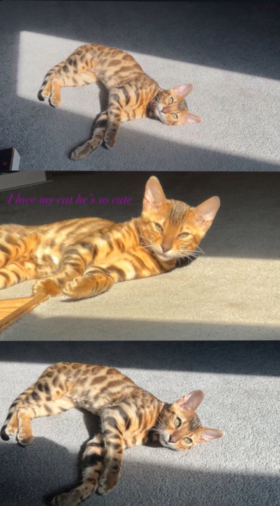 Cuddly Beautiful Bengal boy kitten :)