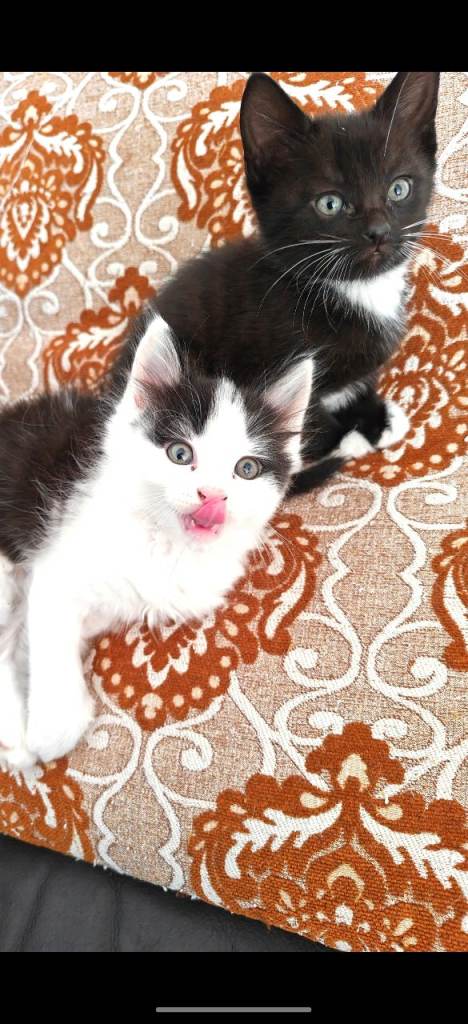 Gorgeous kittens grey tabby 