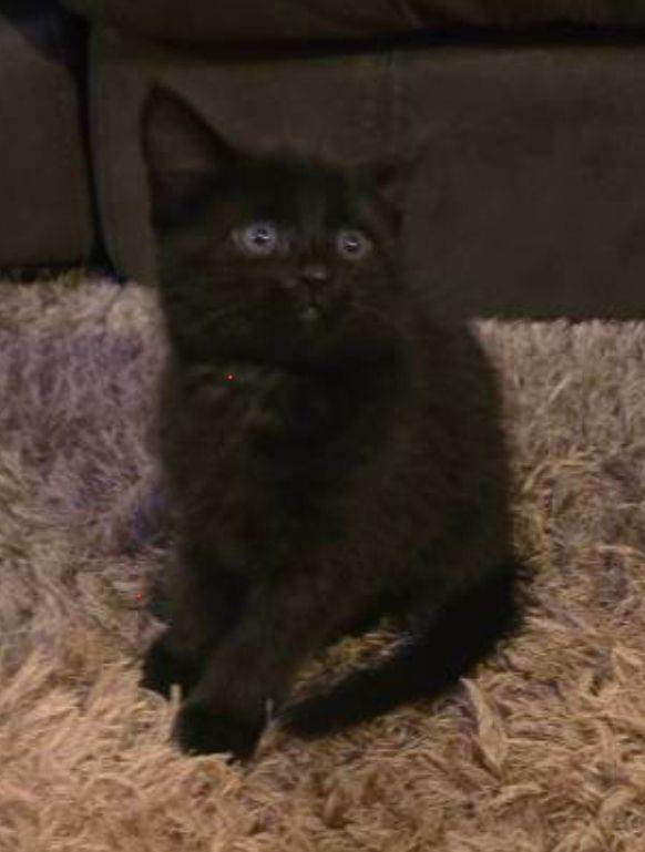 BEAUTIFUL KITTENS LAST TWO 