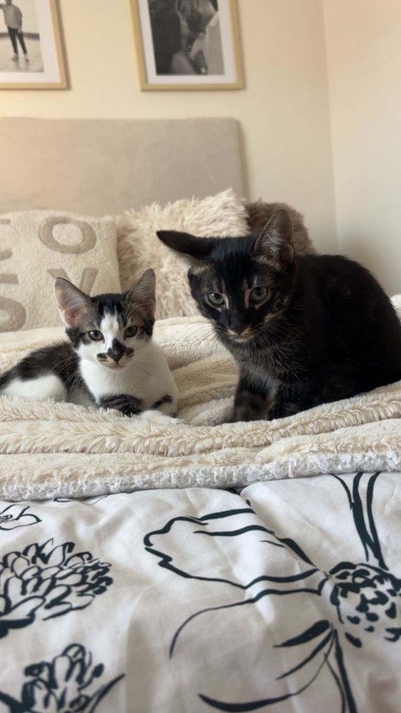 Two mixed bengal kittens