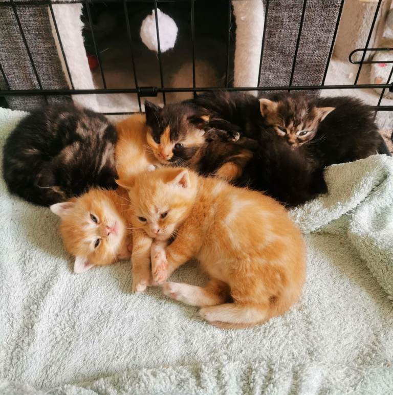 Pedigree Persian exotic x domestic short haired kittens 