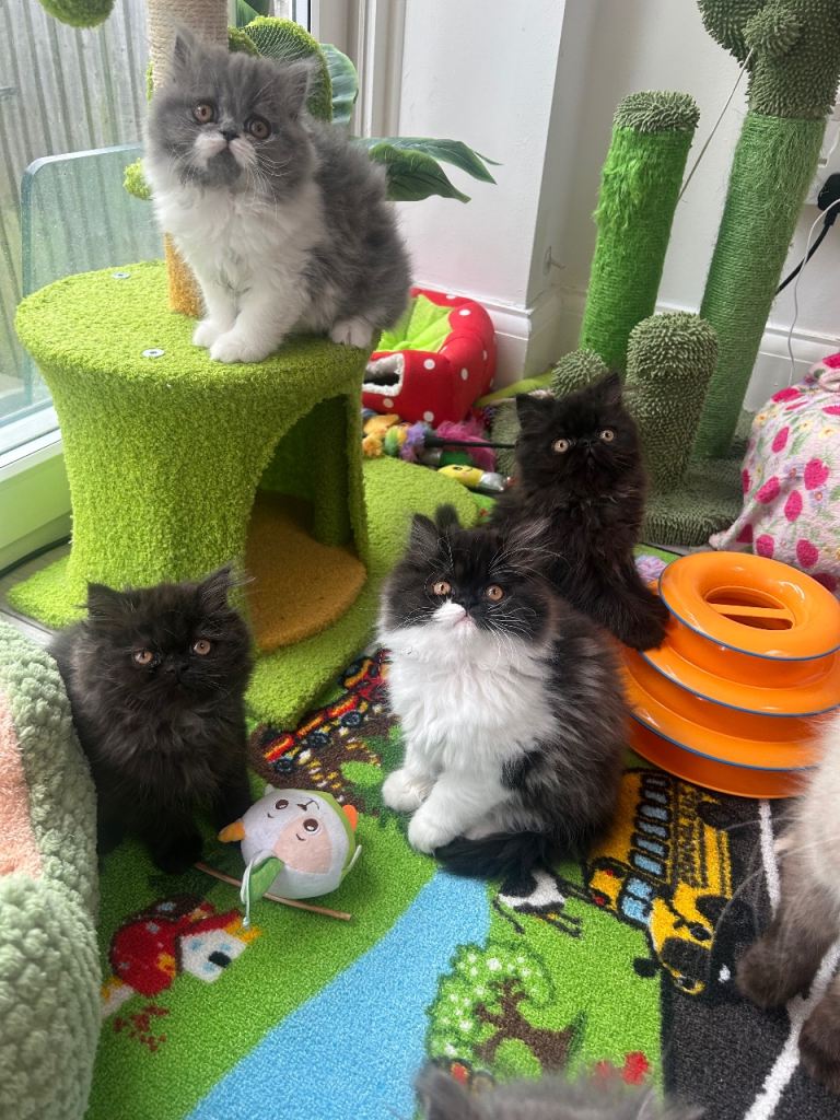 Stunning Persian kittens for sale 