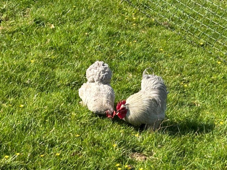 Pekin Bantam pair