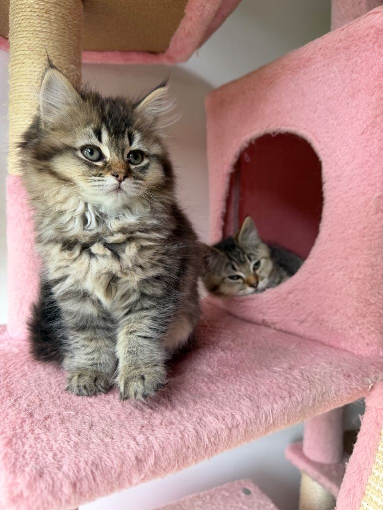 Looking for a lovely Home 1girl 2 boys